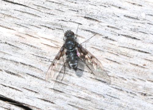 Anthrax trifasciatus